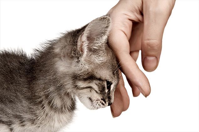 Alimentación para Gatos