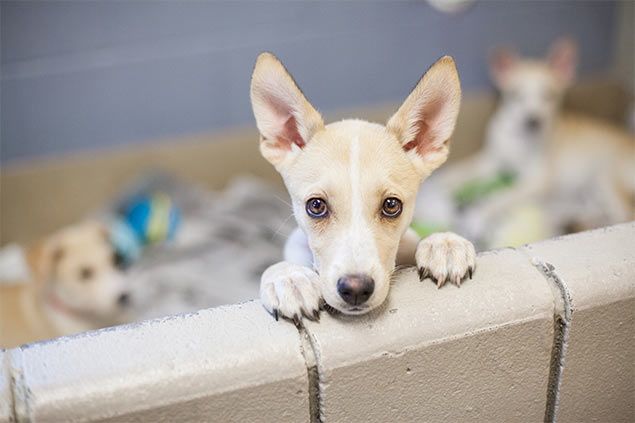 Ofertas para Perro, Mundo Animal, Onda, Castellón