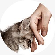 Amplia gama de piensos para perros y gatos de primeras marcas y piensos libres de cereales (grain free)