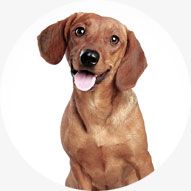 Ofertas para Perro, Mundo Animal, Onda, Castellón