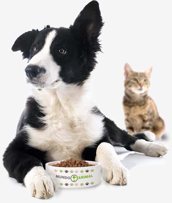 Alimentación, Accesorios, Cosméticos y Suplementos para Perro, Mundo Animal, Onda, Castellón